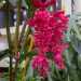 ...orchidee lilla...